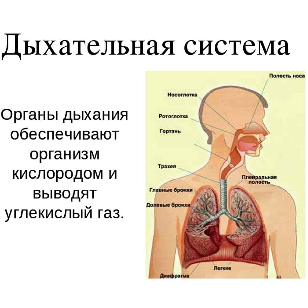 Дыхание и память читать. Дыхательная система органов дыхания 3 класс. Система органов дыхания человека 3 класс. Органы дыхательной системы человека 3 класс окружающий мир. Из каких органов состоит дыхательная система 3 класс окружающий мир.
